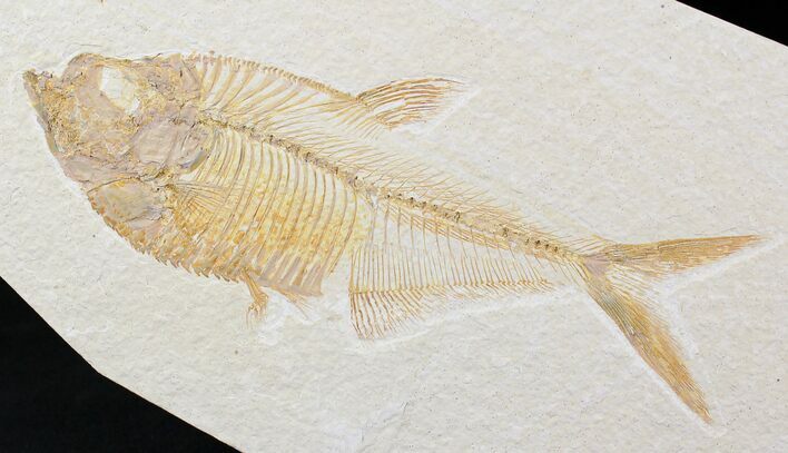 Detailed Diplomystus Fish Fossil From Wyoming #21916